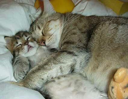 Bonne nuit les ami(e)s